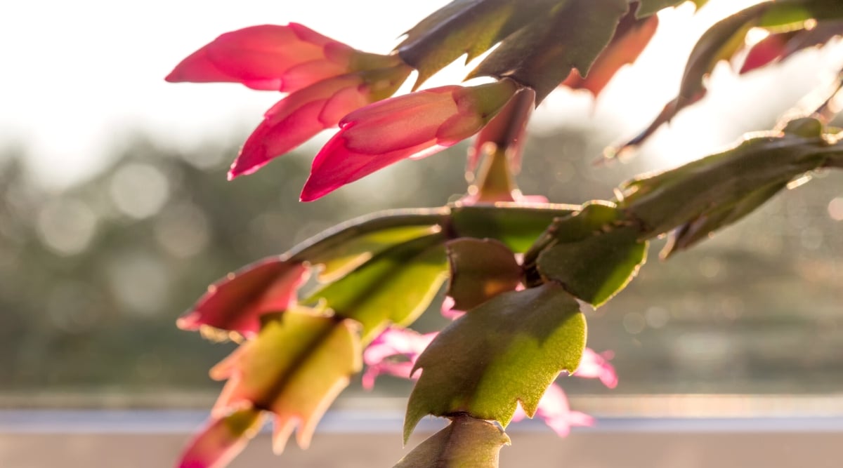Un primer plano de varios tallos de una planta Schlumbergera contra una ventana iluminada por la luz del sol.  Los tallos de la planta no tienen hojas, están divididos en segmentos con muescas en los bordes.  Brotes ovalados de color rosa brillante de flores sin abrir crecen en los extremos de los tallos.