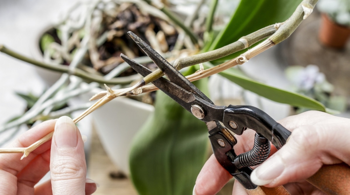 Cortar raíces de orquídeas frescas con podadoras de jardín.  La mujer que sostiene podadoras de jardín las está usando para recortar la planta.