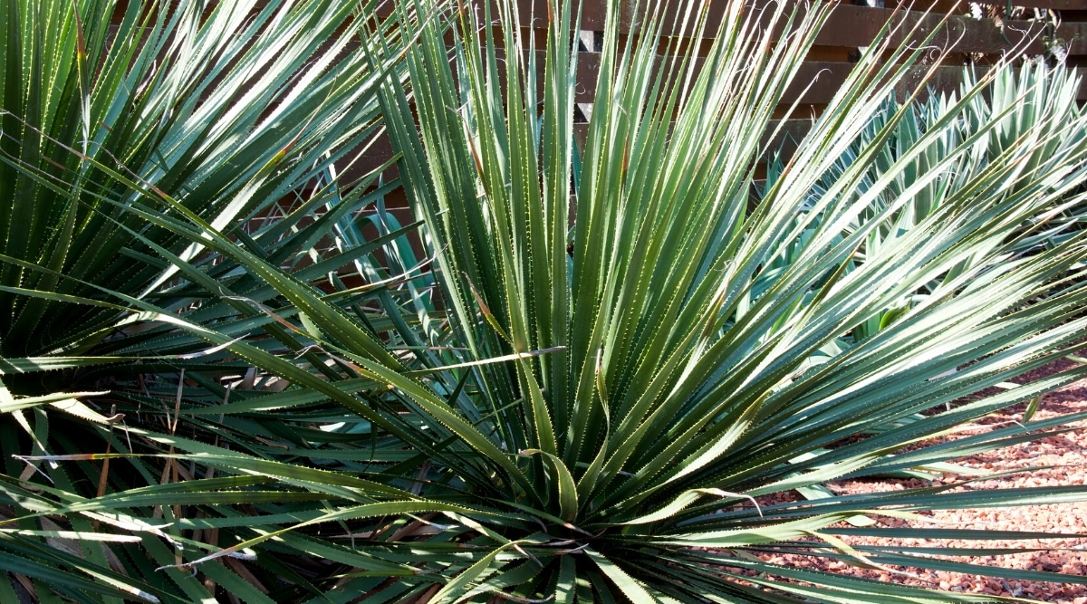 Primer plano de una planta Dasylirion wheeleri en un jardín soleado.  La planta forma una roseta densa de hojas delgadas, puntiagudas, de color verde plateado con bordes dentados y una base en forma de cuchara.