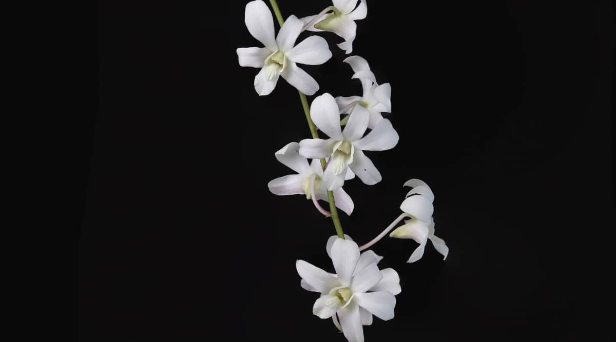Primer plano de Dendrobium Jaquelyn Thomas 'Uniwai Mist' en flor sobre un fondo negro.  Las flores son pequeñas, de color blanco puro, tienen los mismos pétalos y sépalos, ligeramente curvados hacia atrás.  El labelo es pequeño y blanco.