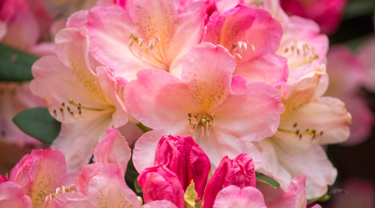 Primer plano de las flores naranjas de rhododendron Dexter.  Las flores son de tamaño mediano, en forma de campana, con manchas de color rosa pálido sobre pétalos de color naranja claro.  Pecas doradas ligeramente perceptibles en los pétalos superiores.  Los capullos de flores sin soplar son de color rosa brillante.
