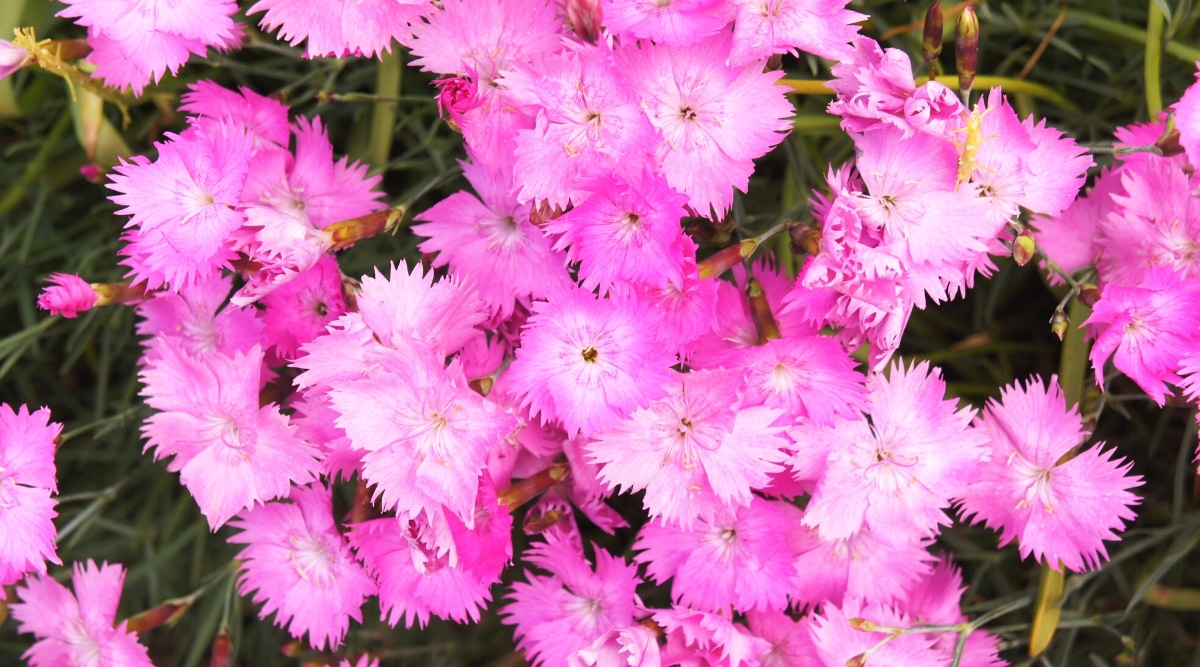 Primer plano de una planta con flores Dianthus gratianopolitanus en un jardín.  La planta produce deliciosas flores pequeñas, rosadas, en forma de estrella con pétalos con flecos.  El follaje es estrecho y de color azul plateado.