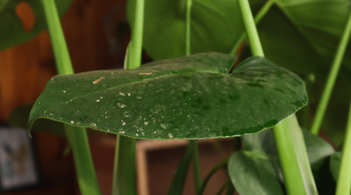 Hoja de planta sucia con polvo por todo el interior.  La planta es de color verde oscuro y se puede ver polvo residual en la parte superior de las hojas de la planta.