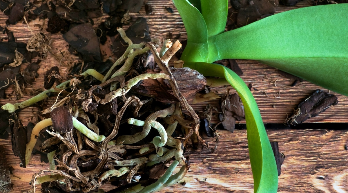Vista superior, primer plano de una orquídea con raíces dañadas rodeada de sustrato de orquídeas sobre una mesa de madera.  La planta tiene hojas grandes, ovaladas, coriáceas, de color verde oscuro y raíces gruesas de color verde pálido a marrón oscuro.  La planta sufre de pudrición de la raíz.