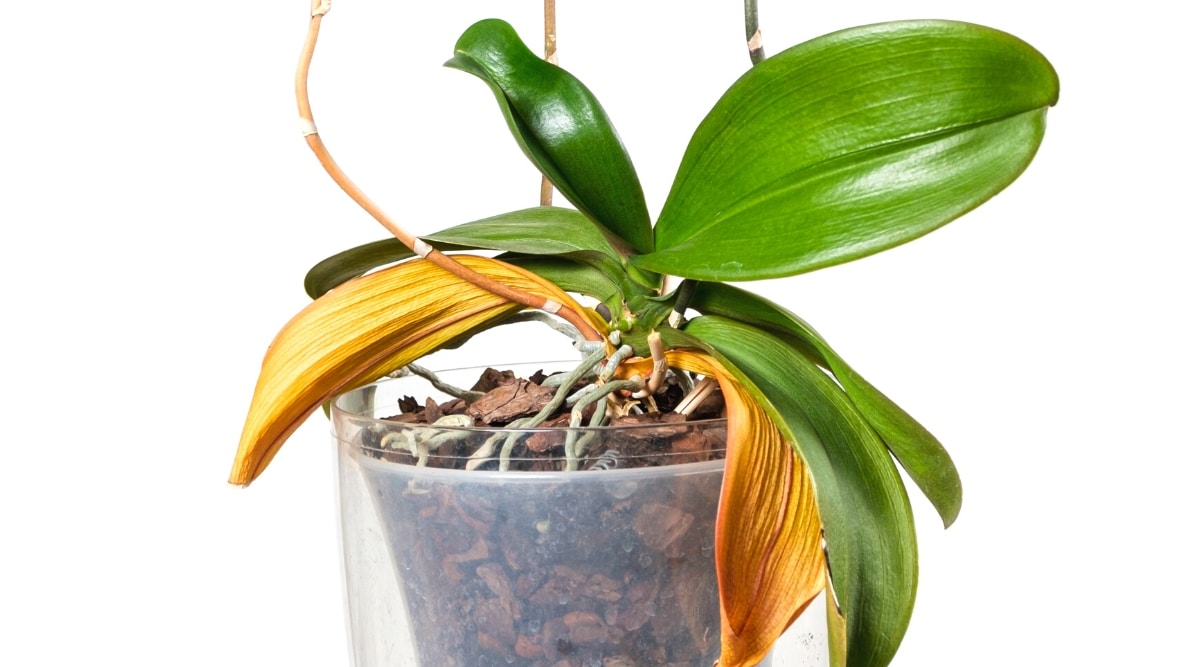 Primer plano de una orquídea en una maceta de plástico transparente sobre un fondo blanco.  La planta tiene hojas grandes, ovaladas, coriáceas, brillantes, de color verde oscuro y dos hojas amarillas arrugadas en la base de la planta.  Las raíces grisáceas crecen sobre el sustrato del suelo.