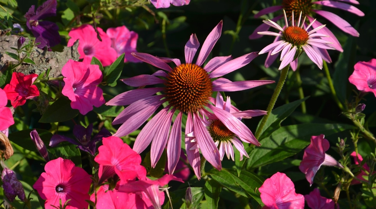 Primer plano de Echinacea y petunias en flor en un jardín soleado.  El Coneflower tiene una flor grande, parecida a una margarita, que consta de pétalos morados largos y delgados que rodean un cono de cobre.  Las petunias florecen con flores en forma de embudo de color rosa brillante.