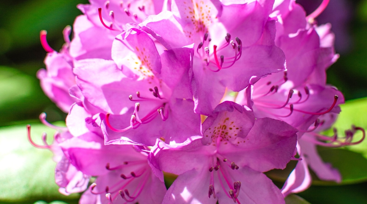 Primer plano de flores florecientes iluminadas por el sol de rododendro English Roseum.  Racimo grande y redondeado de flores en forma de campana rosa-lila con pecas de melocotón en los pétalos superiores.  Largos estambres morados sobresalen del centro de las flores.