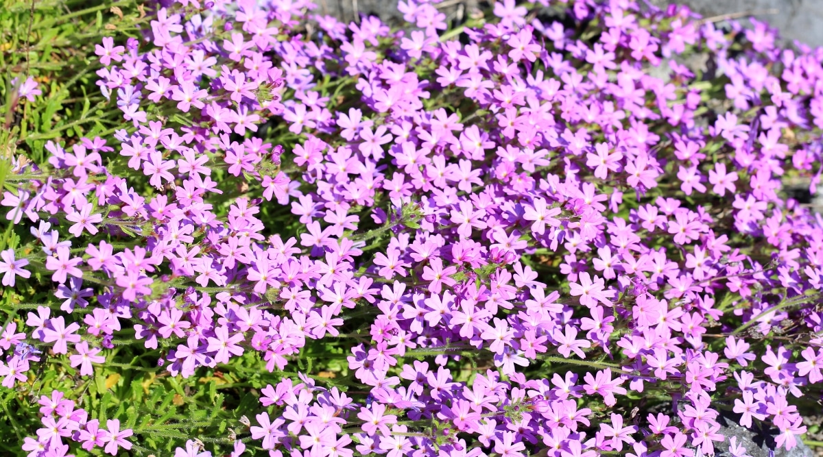 Vista superior, primer plano de Erinus Alpinus cubierta de suelo floreciente perenne en un jardín soleado.  Las flores son diminutas, de 5 pétalos, de color rosa púrpura, con gargantas de color blanco amarillento.