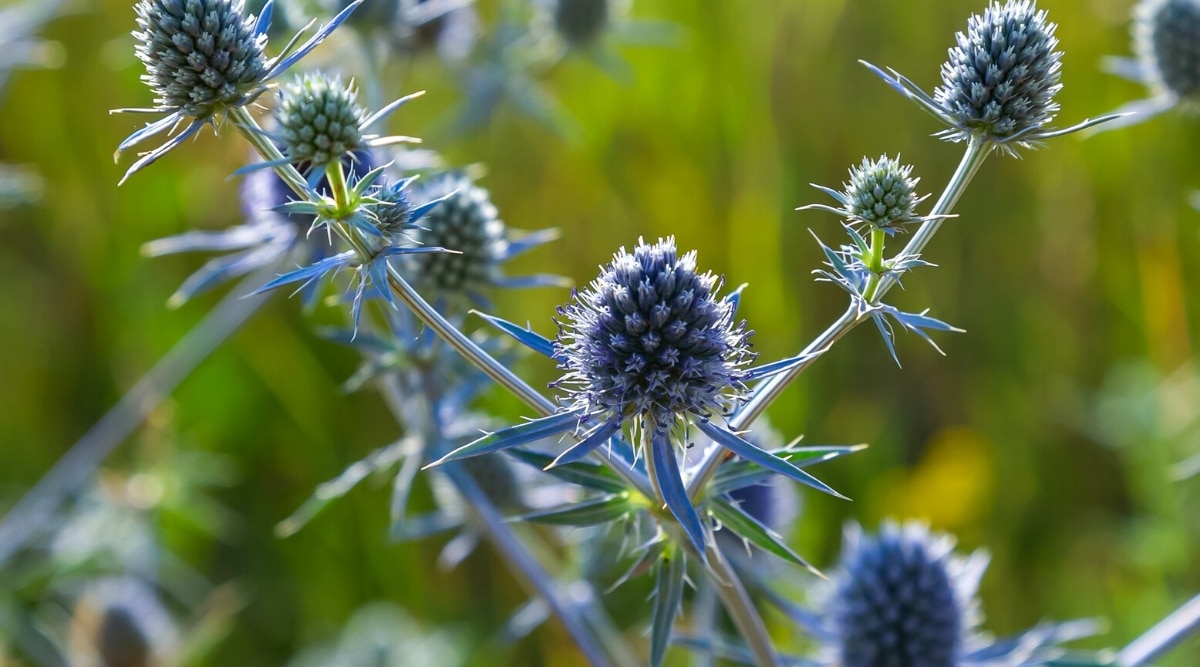 Primer plano de una planta con flores Eryngium planum 'Blaukappe' contra un fondo verde borroso.  Las flores de la planta tienen conos azules en cuya base hay un collar característico de una bráctea de color púrpura azulado.