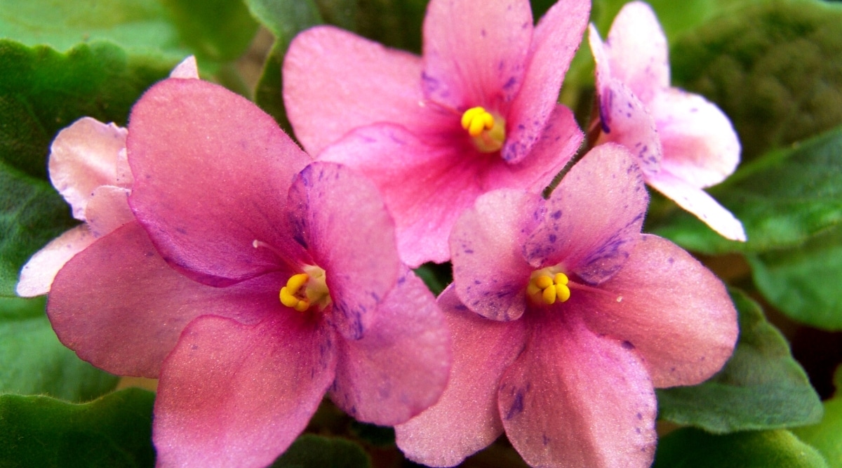 Primer plano de la planta de saintpaulia en flor.  Las flores son pequeñas, solitarias, de color rosa con pecas irregulares de color púrpura en los pétalos y con estambres de color amarillo brillante en el centro.