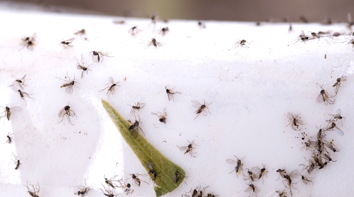 Primer plano de muchos mosquitos Fungus pegados a cinta adhesiva blanca.  Estos diminutos insectos negros tienen dos alas transparentes, patas delgadas, antenas y cuerpos de color marrón oscuro.  Un trozo de hoja verde pegado a una cinta adhesiva blanca junto con insectos.