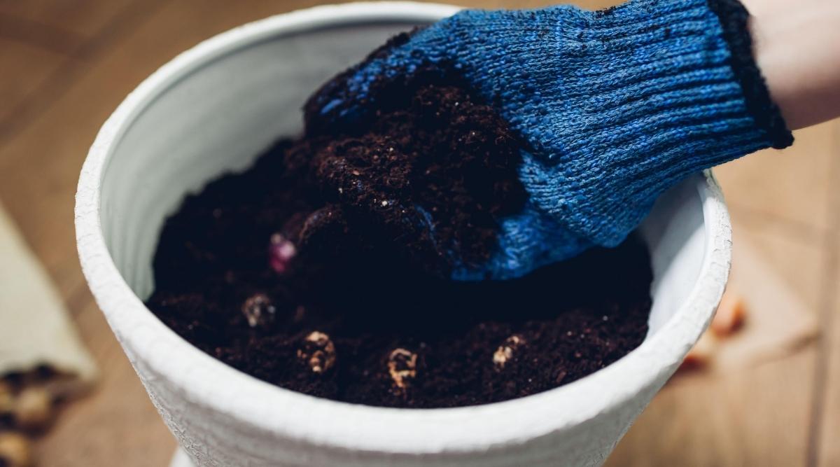 Jardinero agregando suelo de jardín al contenedor.  El jardinero lleva guante azul y pone tierra en una maceta de cerámica blanca.