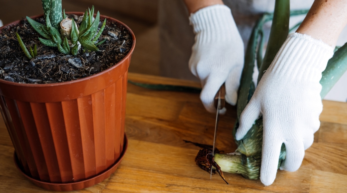 Jardinero cortando parte de la planta suculenta por callosidades.  El jardinero lleva guantes de tela blanca y realiza la poda con un cuchillo afilado.