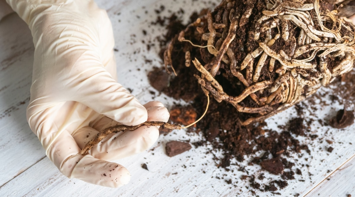 Un jardinero con guantes blancos está inspeccionando las raíces de una planta moribunda sobre una mesa.