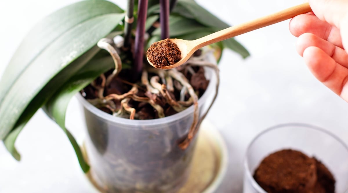 Jardinero poniendo posos de café en la planta de sujeción de tazas.  La orquídea está en un vaso de plástico y el jardinero sostiene una cuchara de madera con café encima.