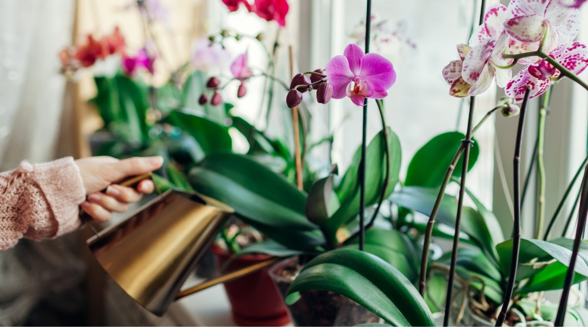 Jardinero regando orquídeas con regadera de bronce.  Hay varias orquídeas que crecen en macetas sentadas en el alféizar de una ventana.