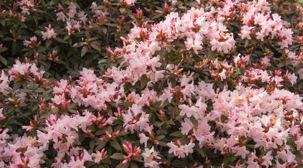 Primer plano de un arbusto de rododendro 'Ginny Gee' en flor en un jardín.  El arbusto es grande, exuberante, tiene hojas coriáceas alargadas y ovaladas.  Las flores son flores blancas tubulares con un rubor rosado y márgenes de color rosa oscuro.