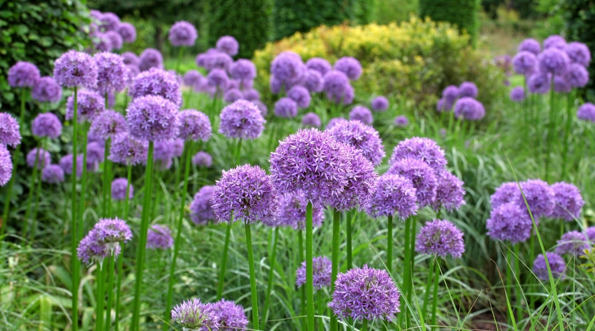 Un montón de plantas allium 'Globemaster' en flor en un jardín sombreado.  La planta tiene tallos altos y gruesos de color verde oscuro y grandes y densos botones florales redondos de color púrpura.  Las cabezas de las flores están formadas por muchas flores diminutas en forma de estrella que son de color púrpura brillante.
