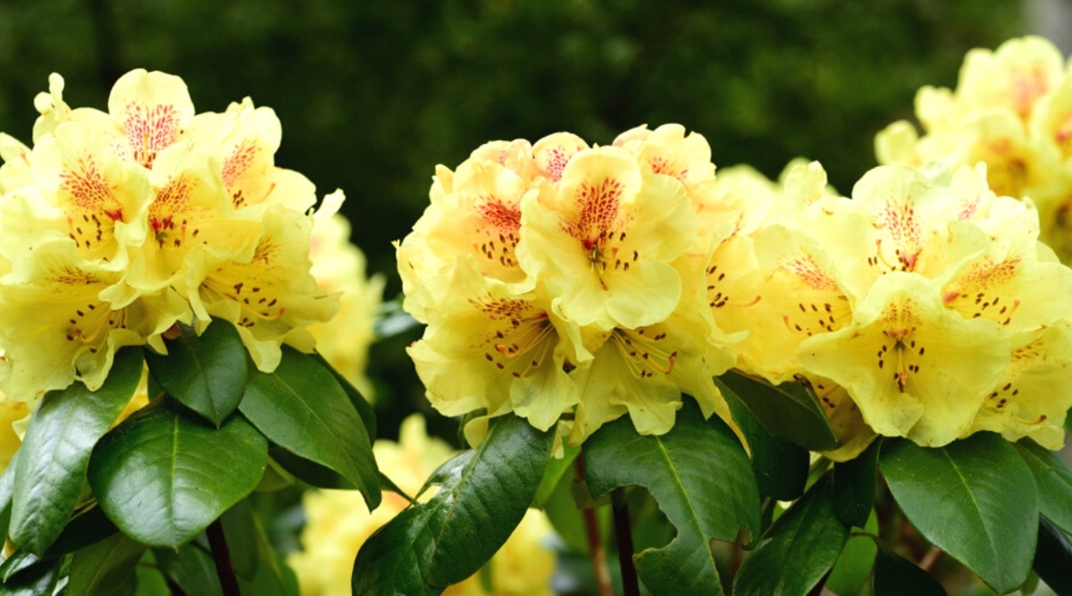 Primer plano de un rododendro en flor Gold Prinz bush en un jardín.  Las flores tienen forma de campana, de color amarillo claro con pecas rojas en los pétalos superiores y largos estambres amarillos.  Las hojas son grandes, brillantes, de color verde oscuro, ampliamente elípticas.