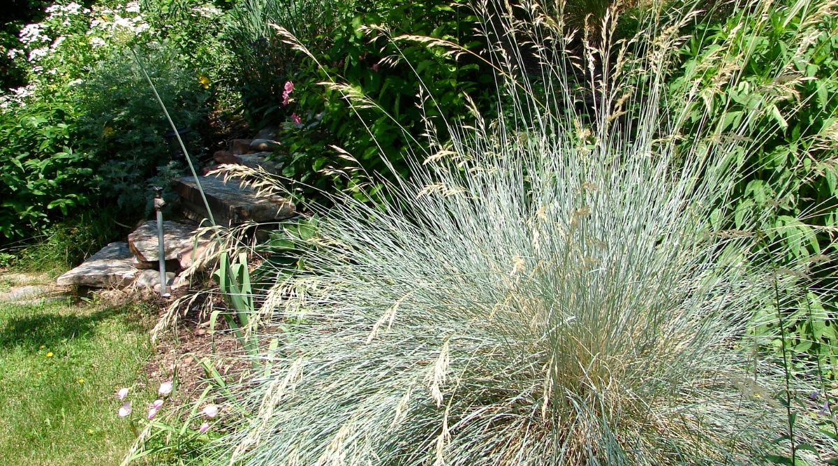 Primer plano de una planta de Helictotrichon sempervirens en crecimiento en un jardín soleado.  Esta planta es una hierba ornamental que tiene mechones redondos de hojas largas, angostas, de color azul verdoso plateado elegantemente curvadas.