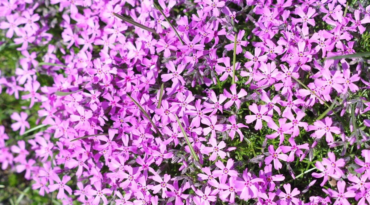 Vista superior, primer plano de una planta con flores Iberis sempervirens en un jardín soleado.  Las flores son pequeñas, en forma de estrella, de color rosa brillante con marcas de color rosa intenso alrededor del centro de las flores.  Las hojas son delgadas, pequeñas, de color verde oscuro.