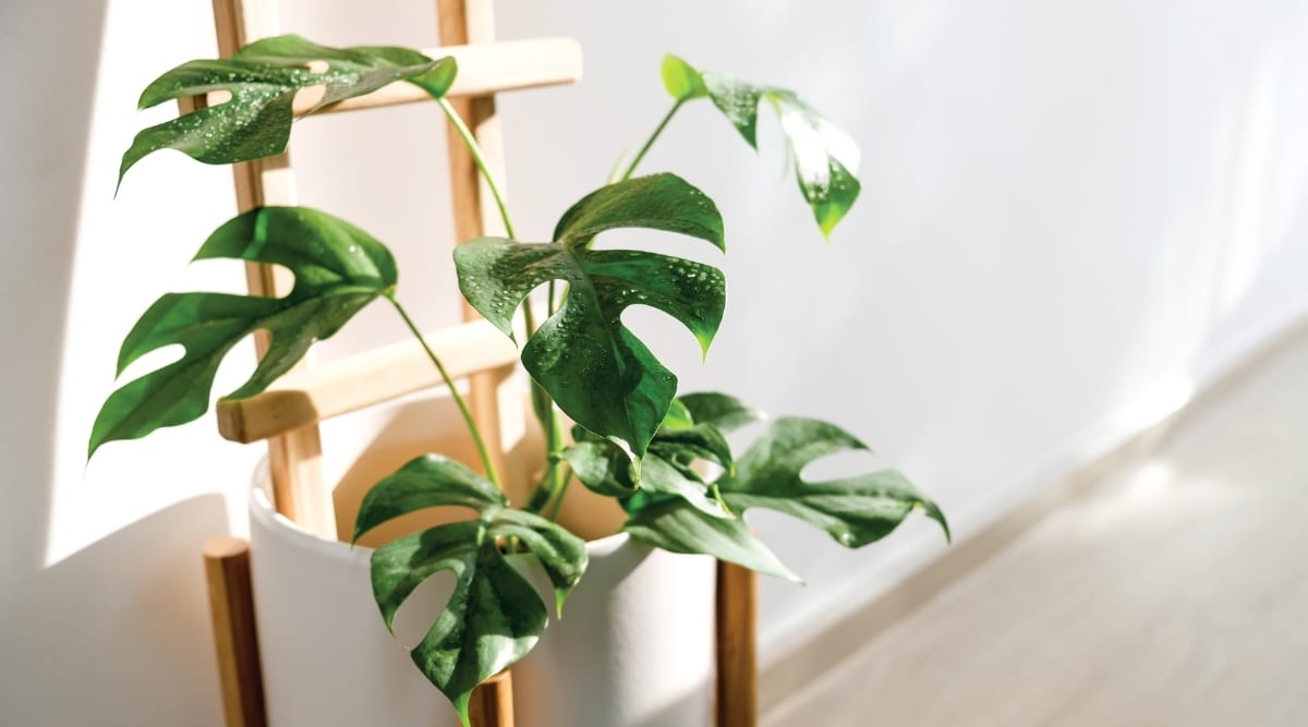 Planta de interior que crece en maceta blanca sobre soporte de madera con hojas verdes.  La planta tiene la luz del sol brillando en las hojas de la planta.