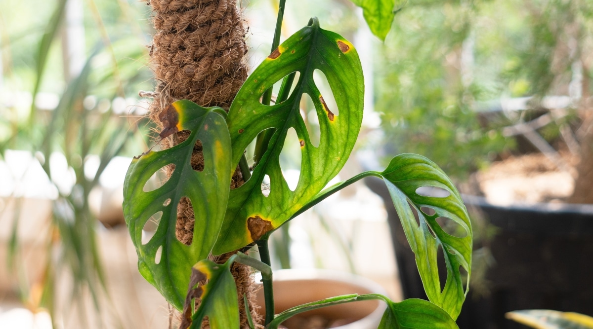 Planta de interior con manchas en las hojas por estar al sol.  Detrás de la planta hay un forro de cuerda envuelto alrededor del soporte de la planta.