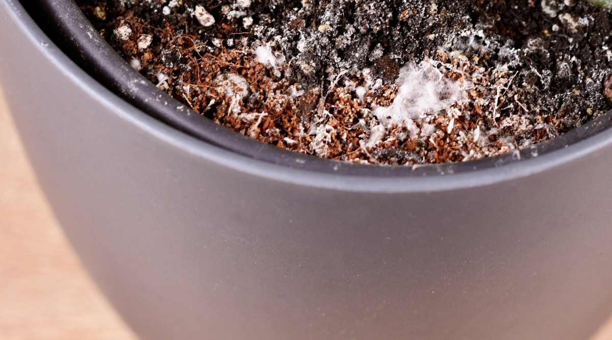 El suelo vegetal infectado está en una maceta de cerámica gris.  Tiene un crecimiento fúngico blanco en la olla y necesita ser vaciado.