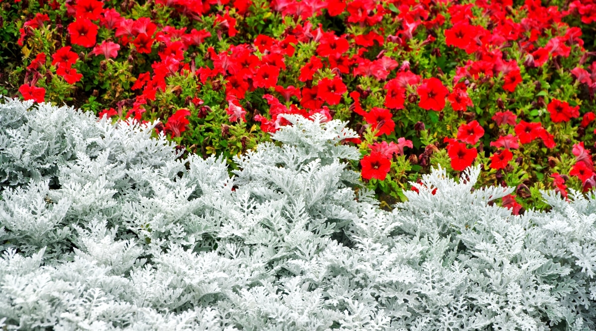 Un primer plano de muchas petunias rojas en flor y grandes masas de la planta Dusty Miller.  Las petunias tienen flores de color rojo intenso en forma de embudo de tamaño mediano con gargantas más oscuras.  Dusty Miller tiene hojas de color blanco plateado delicadamente divididas.