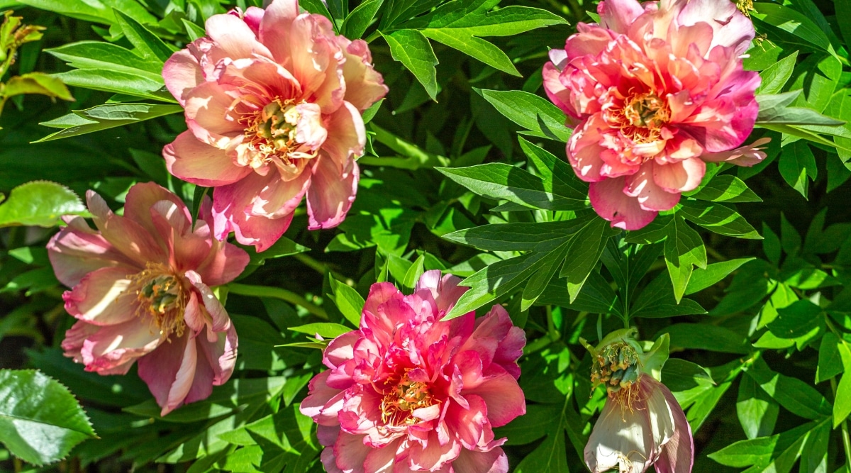 Primer plano de un floreciente arbusto de peonía 'Julia Rose' en un jardín soleado.  Las flores son grandes, dobles, en forma de copa, de color rosa melocotón, desvaneciéndose a un amarillo albaricoque suave.  Las hojas son grandes, verdes, compuestas con lóbulos profundos.