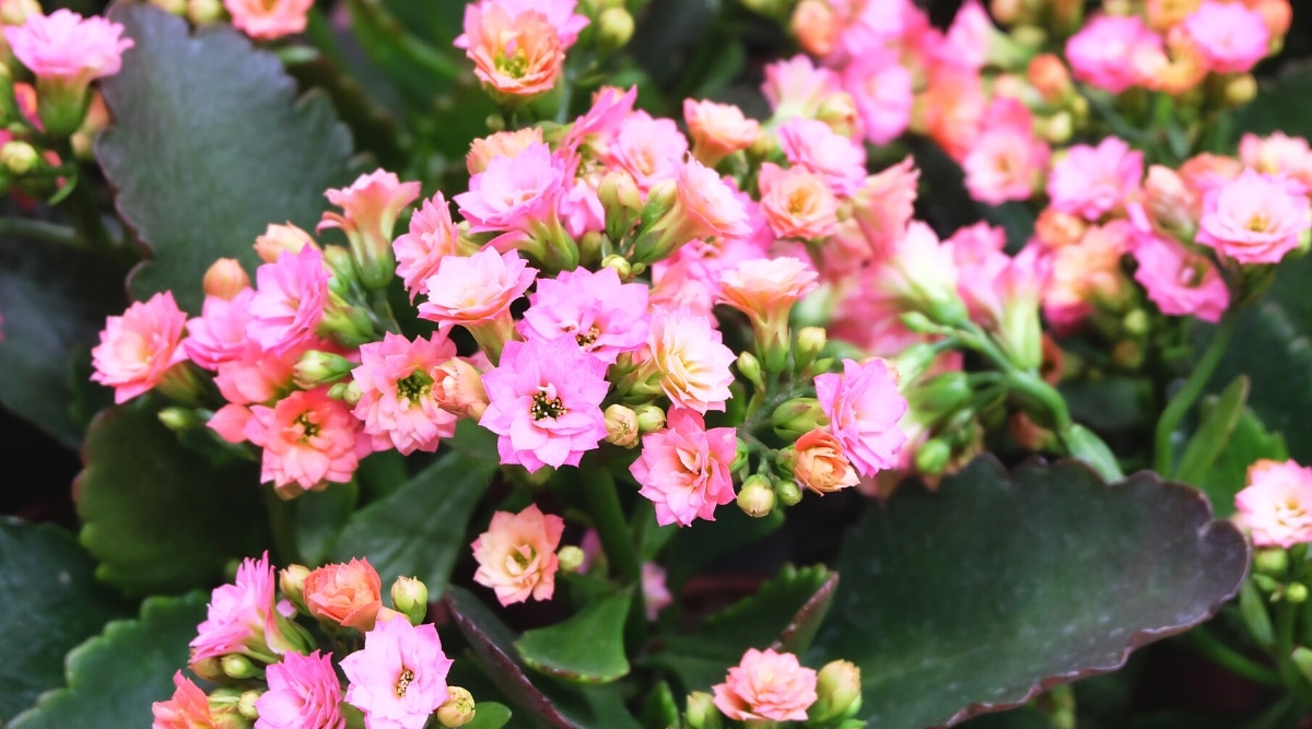 Primer plano de una planta con flores Kalanchoe Blossfeldiana 'Queen Jodie'.  Las hojas son grandes, carnosas, jugosas, de color verde oscuro, con bordes festoneados.  Diminutas flores dobles de color rosa salmón que parecen rosas.