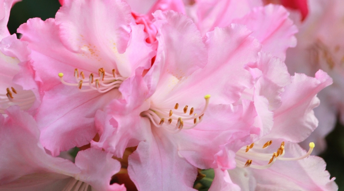 Primer plano de las flores de rododendro 'Ken Janeck'.  Las flores son grandes, en forma de embudo, de color rosa suave con gargantas blancas y pecas doradas ligeramente perceptibles en los pétalos superiores.  Pétalos con volantes en los bordes.