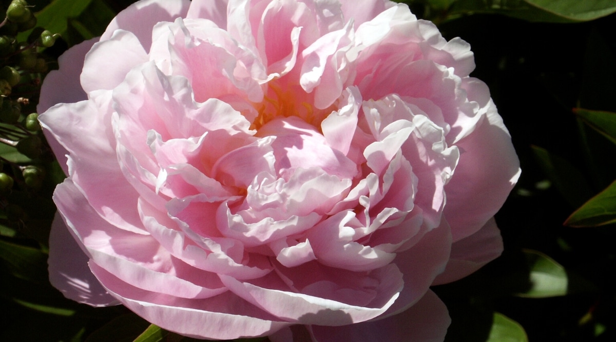 primer plano, de, un, florecer "señora alexandra duff" peonía en un jardín soleado.  La flor es grande, doble, tiene pétalos de color rosa pálido, perfectamente ondulados y estambres dorados ligeramente visibles en el centro.