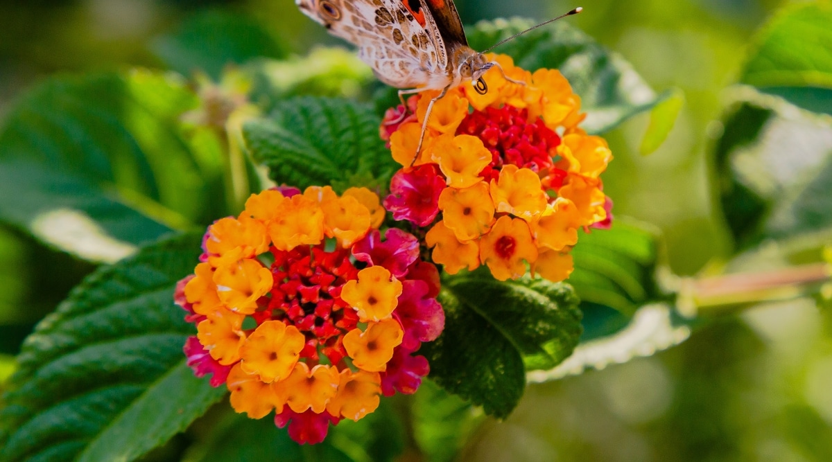 Vista cercana de 2 flores de Lantana y hojas verdes en el fondo.  El lado derecho de la imagen es más brillante.  Una mariposa de color blanco-marrón-naranja se encuentra en la flor de la derecha.  Las flores son pequeñas, la mitad anaranjadas y la otra mitad rosadas y parecen un ramo todas juntas.