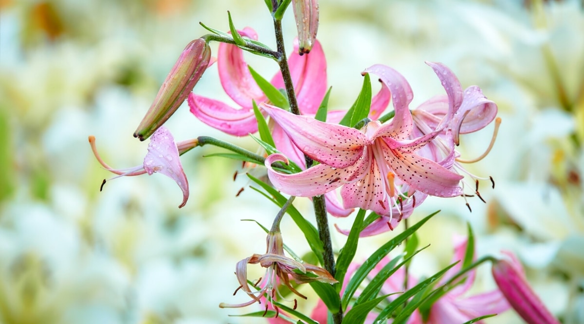 Primer plano de los lirios Martagon 'Pink Morning' en flor contra un fondo borroso.  Las flores son pequeñas, en forma de estrella, tubulares, de color rosa pálido con pecas de color rosa oscuro y estambres largos que sobresalen de color blanco-rosado con anteras rojas.