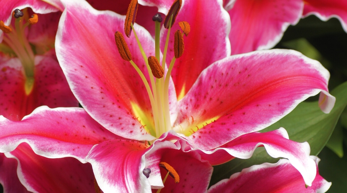 Primer plano de lirios florecientes 'Starlight Express' en un jardín soleado.  Las flores son grandes, tubulares, en forma de estrella, de color rosa brillante, bordeadas de pecas blancas y rojas.  Los pétalos son ligeramente ondulados a lo largo de los bordes.