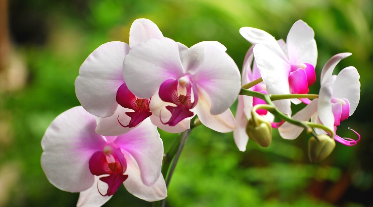 Primer plano de orquídeas en flor sobre un fondo verde borroso.  Las flores son medianas, blancas con labelos de color rosa-rojo brillante.  Los dos pétalos laterales grandes y redondeados son rosados ​​hacia el centro de la flor.