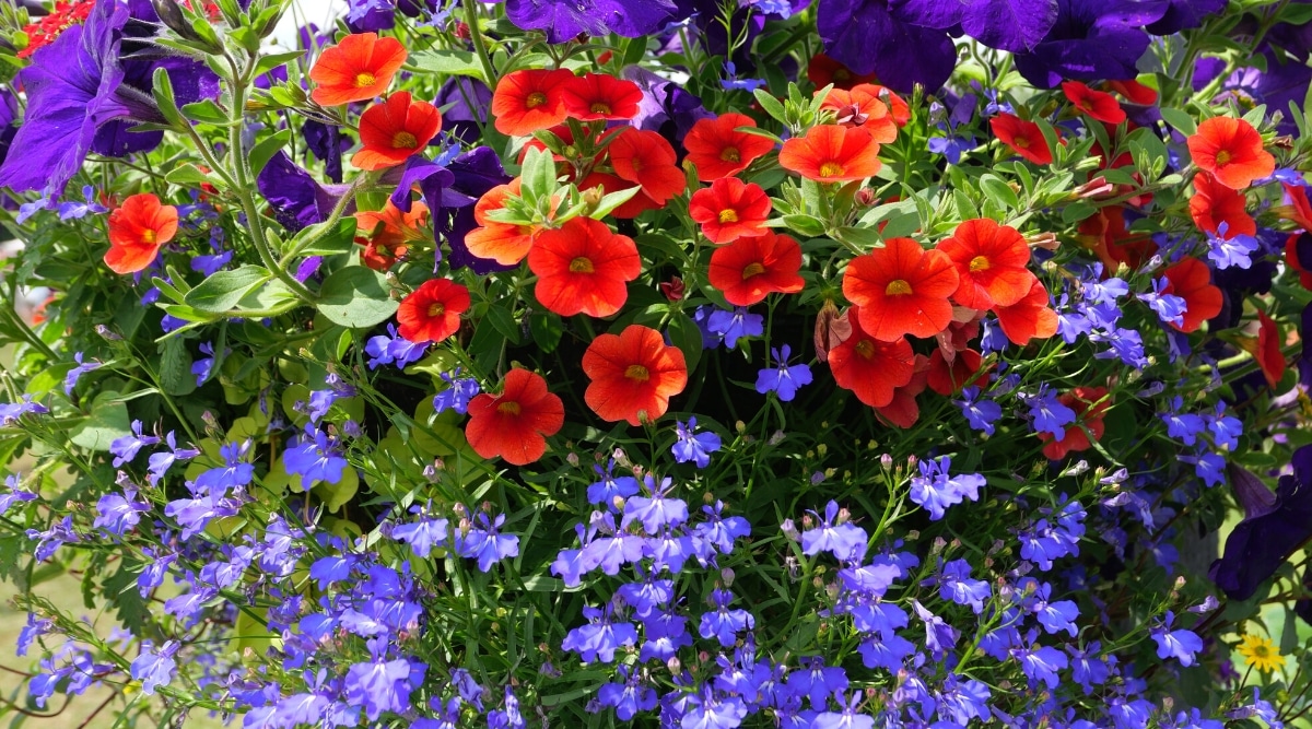 Primer plano de un lecho de flores en un jardín con petunias y lobelia en flor.  Las petunias tienen flores grandes, en forma de embudo, de color rojo brillante con gargantas amarillas y flores de color púrpura oscuro.  Las hojas son simples, ovaladas, de color verde, ligeramente pubescentes.  Lobelia florece con pequeñas flores en forma de campana de color azul oscuro sobre un fondo de espectaculares hojas verdes.