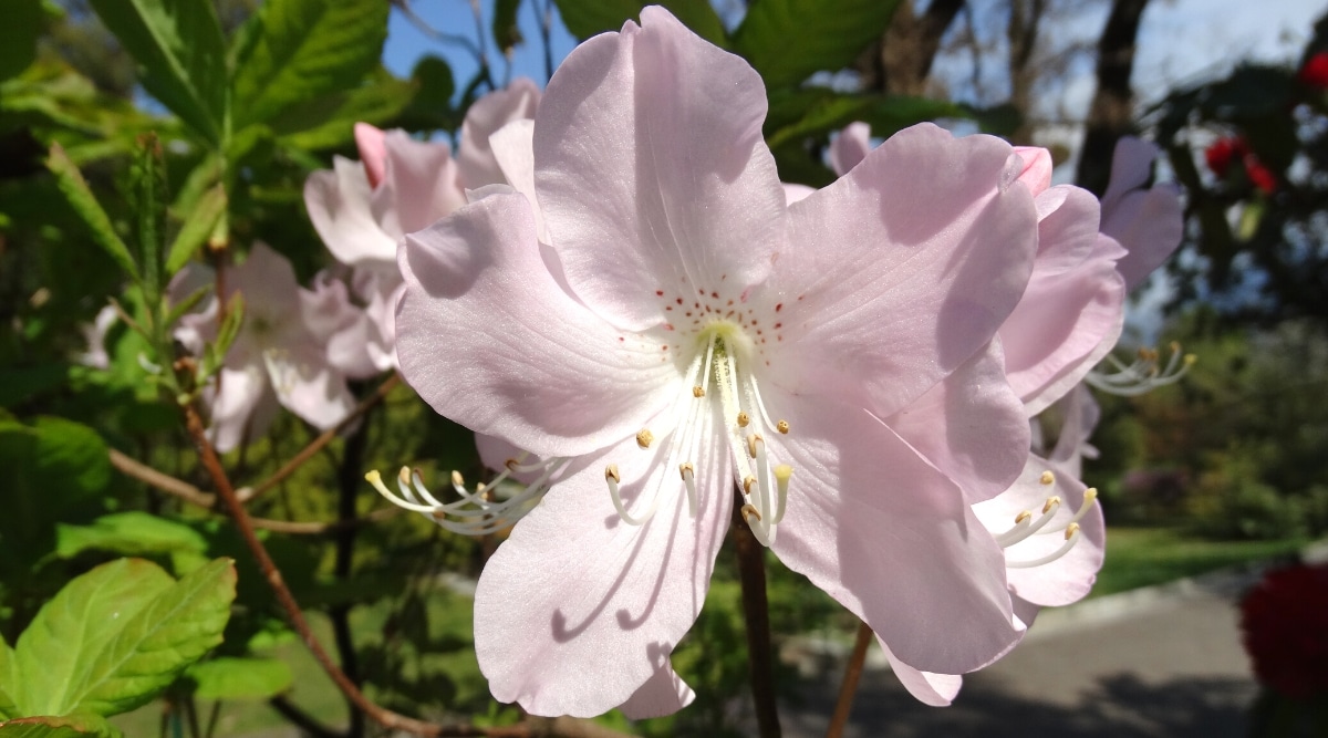 Primer plano de una flor de rododendro 'Loderi King George' que florece en un jardín soleado contra un fondo frondoso borroso.  La flor es pequeña, en forma de campana, abierta, blanca con un ligero rubor rosa pálido.  La flor tiene pecas rosadas ligeramente perceptibles cerca del centro.