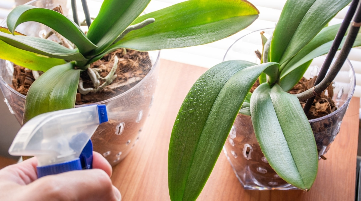 Planta de nebulización con una botella de spray de plástico.  Se están rociando dos plantas, ambas creciendo en vasos pequeños en una estantería.