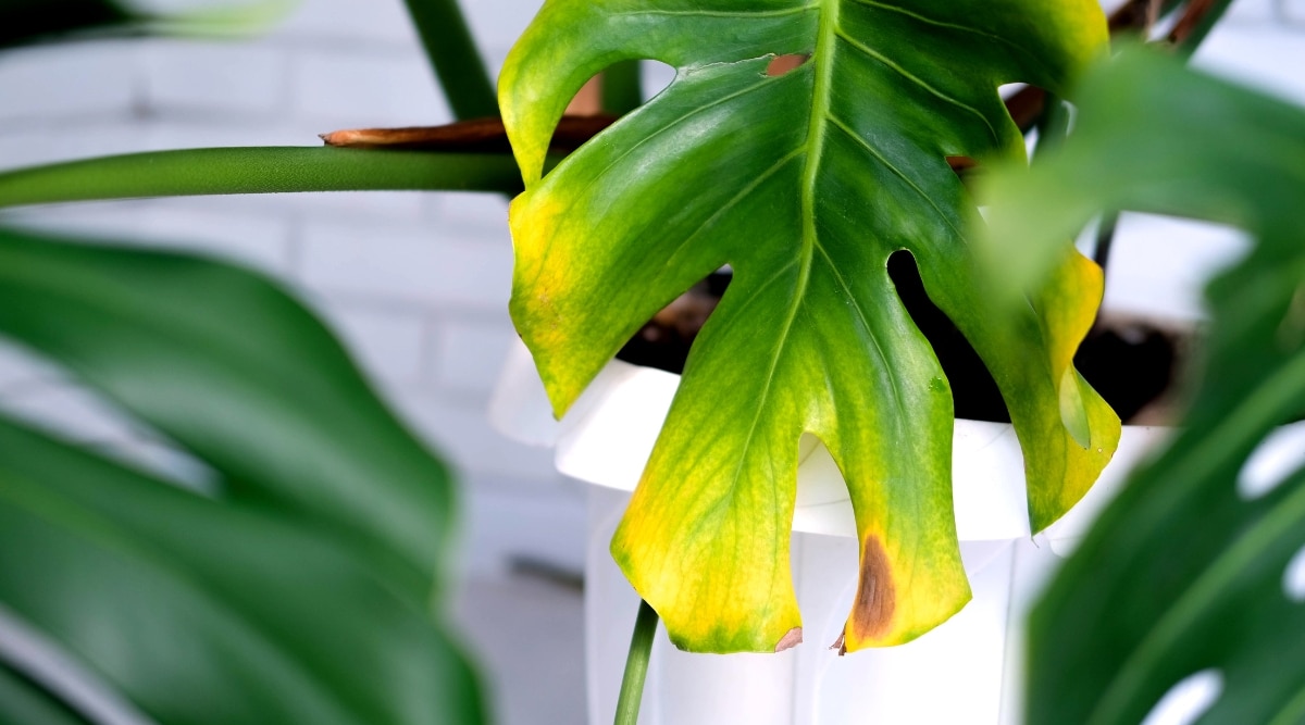 La planta con exceso de agua tiene amarillamiento y oscurecimiento en los pétalos de las hojas.  La planta crece en un recipiente de plástico blanco con otras plantas a su alrededor.