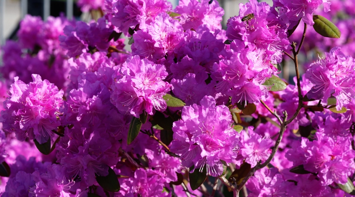 Primer plano de racimos redondeados en flor de flores de color púrpura brillante de rododendro PJM Elite.  Las flores son pequeñas, en forma de campana, con bordes ligeramente ondulados y estambres rosados ​​largos y prominentes.  Las hojas son lanceoladas, de color verde oscuro, coriáceas.