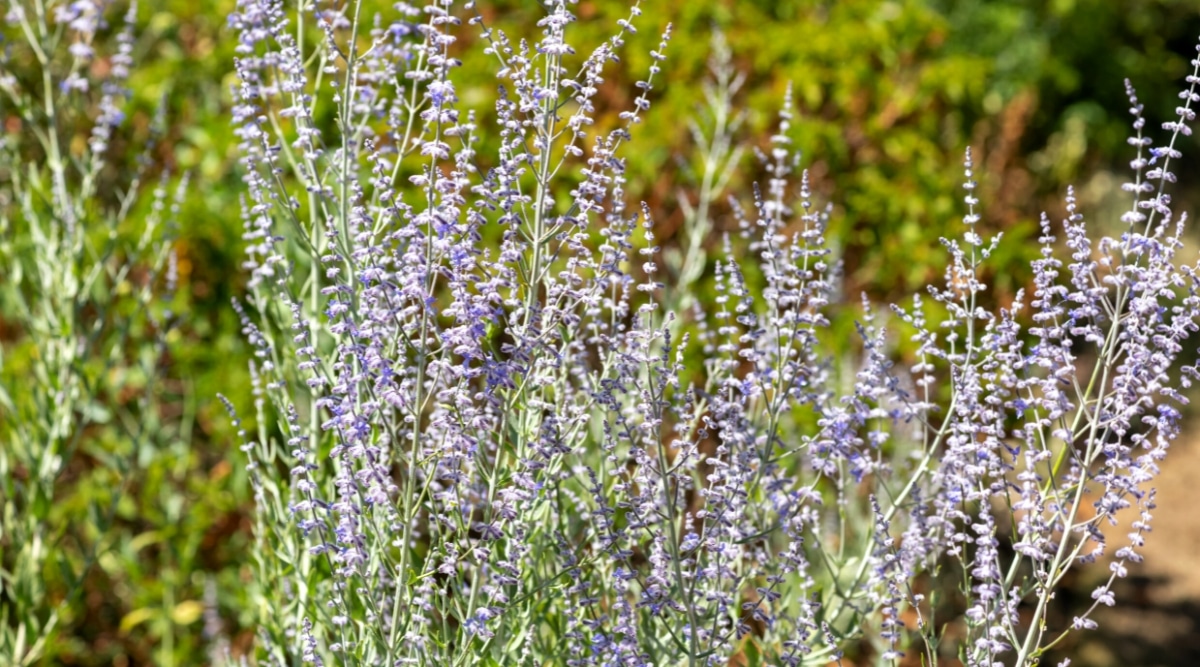 Primer plano de la planta con flores Perovskia atriplicifolia en un jardín soleado.  La planta tiene hojas alargadas de color verde grisáceo y pequeñas flores tubulares de color azul púrpura claro en verticilos en tallos largos.