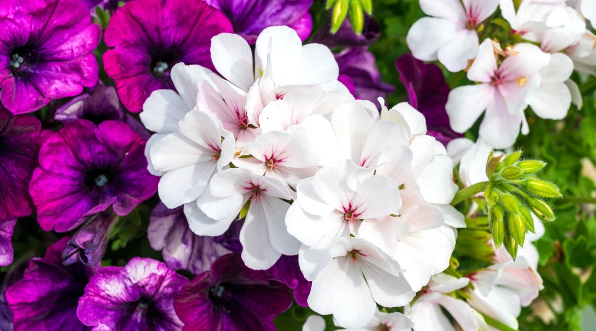 Primer plano de petunias en flor y geranios blancos en un jardín soleado.  Las petunias tienen flores de color rosa violáceo profundo en forma de embudo con gargantas más oscuras.  El geranio tiene una inflorescencia redonda de flores blancas de 5 pétalos que crecen densamente con venas de color rosa intenso en el centro de cada flor.