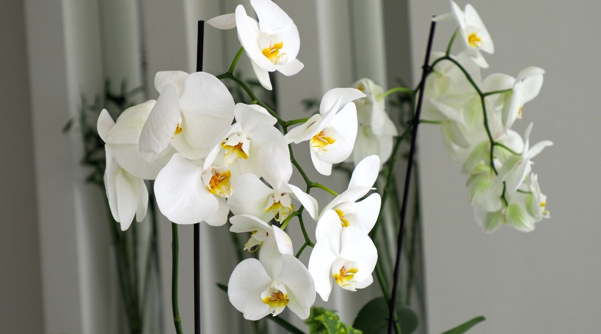 Planta con flores Phalaenopsis Aphrodite contra una pared gris.  La orquídea tiene muchas flores de color blanco puro, con forma de polillas, que constan de tres sépalos redondeados, tres pétalos y un labelo coloreado con un poco de amarillo y rojo.