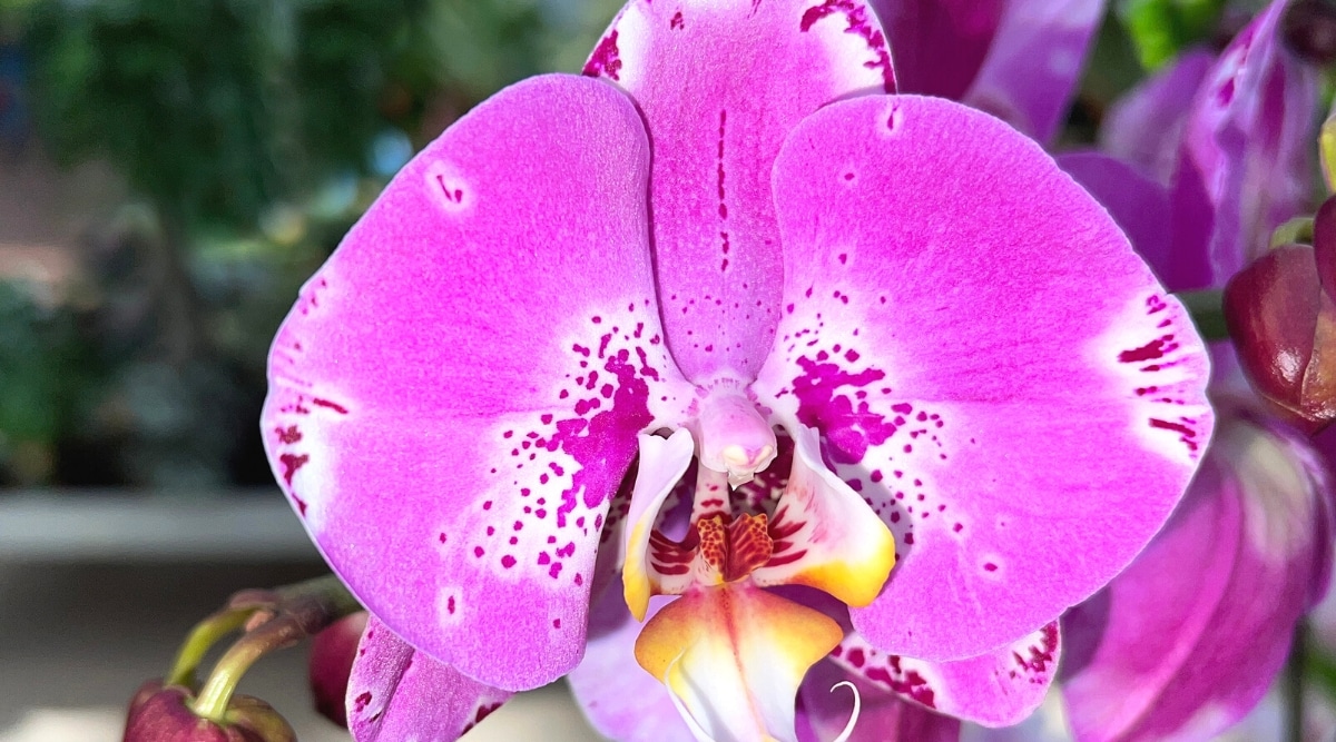 Primer plano de una flor de orquídea Phalaenopsis Jiuhbao Fairy contra un fondo de invernadero borroso.  La flor es grande, plana, de forma ovalada, los pétalos y los sépalos son de color rosa orquídea brillante con marcas de color púrpura oscuro a lo largo de los bordes y más cerca del centro de la flor.  El pétalo inferior está muy modificado, formando un labelo con un tinte amarillento.