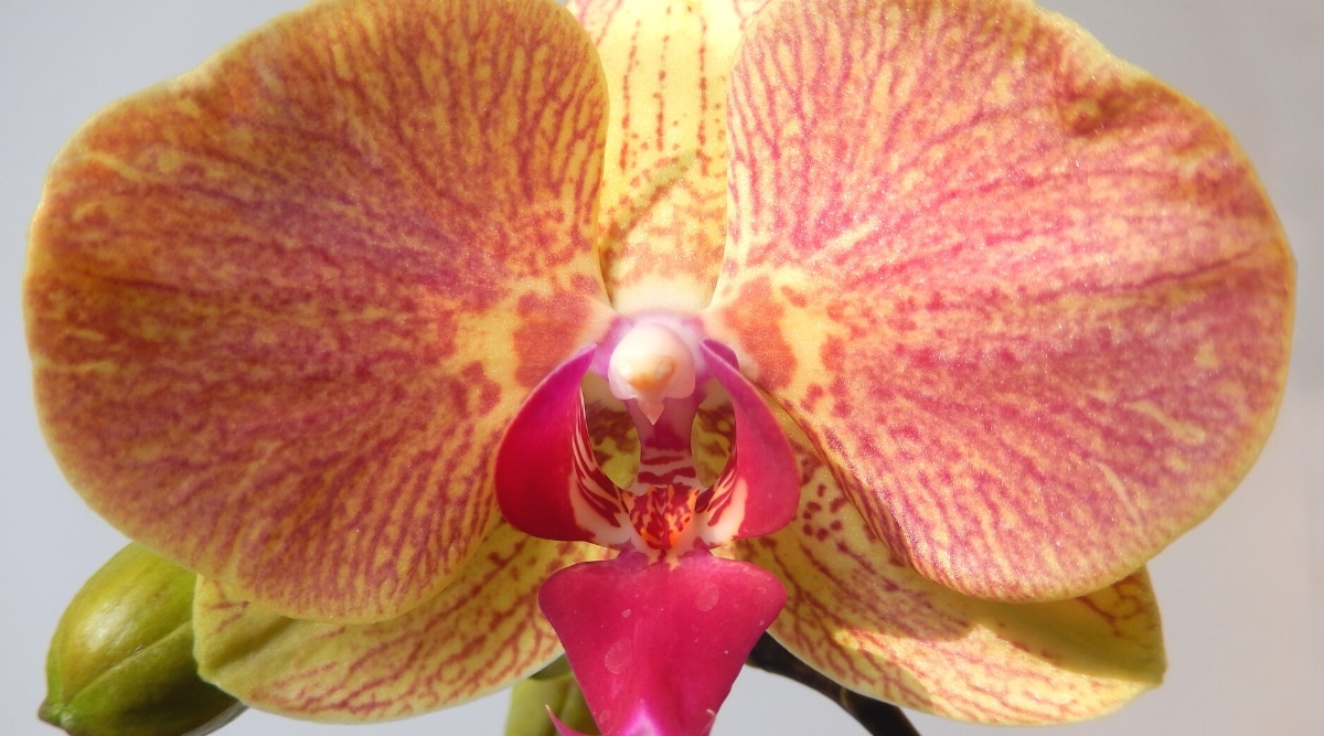 Primer plano de una orquídea Phalaenopsis Yu Pink Lemonade en flor sobre un fondo gris.  La flor es grande, plana, consta de tres sépalos y dos pétalos, similares entre sí, y un pétalo inferior forma un labio.  Los pétalos y sépalos son de color amarillo cálido con venas de color rosa intenso.