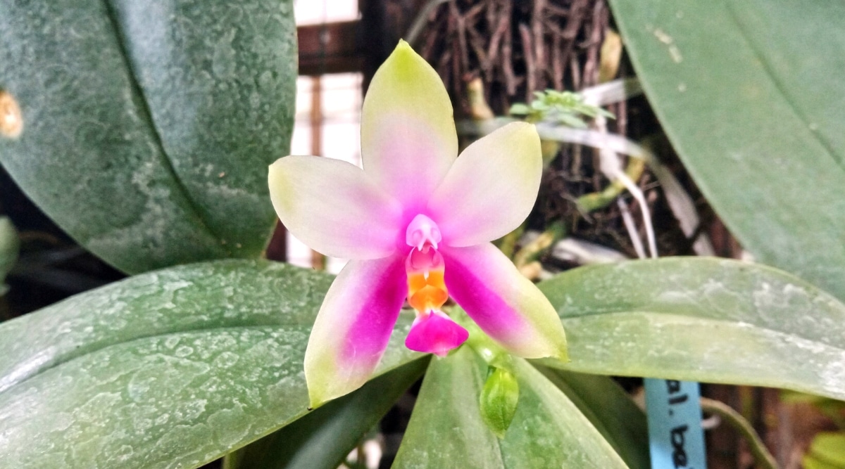 Bellina es una orquídea impresionante que produce pequeñas flores de color púrpura con márgenes de color verde pálido.  La columna y el labelo son pequeños en comparación, de color púrpura oscuro con acentos amarillos.  Los pétalos son de color rosa oscuro con bordes verdes.