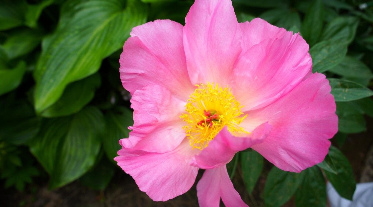 Primer plano de una flor de peonía semi-doble 'Pink Dawn' contra un fondo borroso de follaje verde oscuro brillante.  La flor es grande, en forma de cuenco, tiene grandes pétalos redondeados de color rosa y estambres de color amarillo brillante en el centro.
