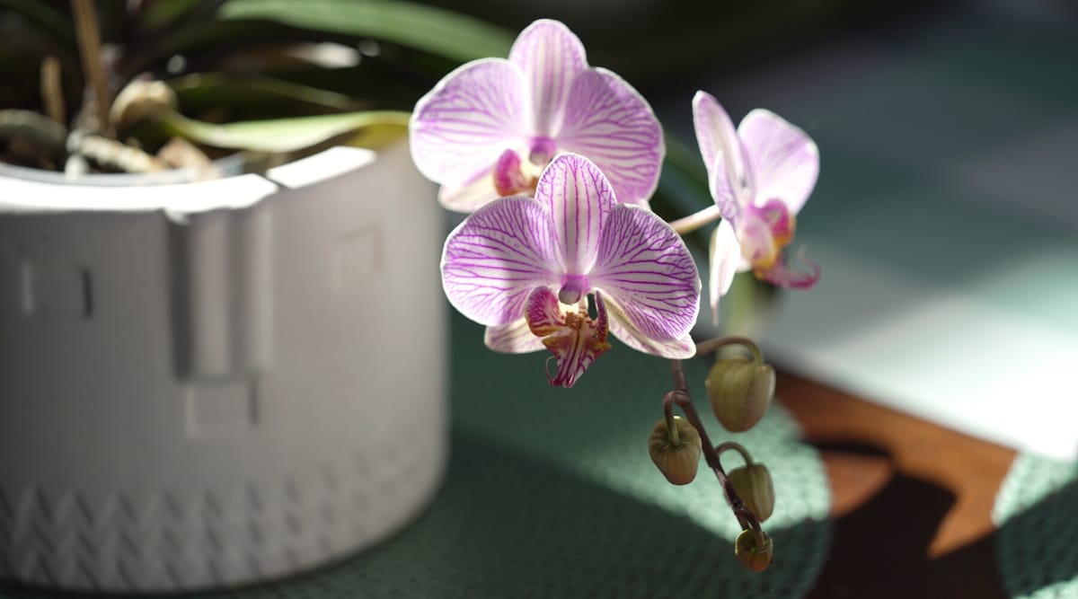 Primer plano de las orquídeas Phalaenopsis florecientes en una maceta decorativa blanca sobre una mesa de madera cubierta con un mantel redondo de mimbre de menta.  Las flores son pequeñas, planas, blancas con venas finas de color púrpura intenso.  El sépalo dorsal permanece erguido en la parte superior de la flor, rodeado de pétalos más grandes y redondeados a ambos lados.  Inmediatamente detrás y debajo de estos dos grandes pétalos, aparecen dos sépalos laterales.  El pétalo inferior está muy modificado y forma un labelo.